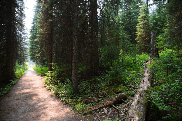 A road diverges into two paths. One path is smoothly paved, representing the ease and safety of duty of care. The other path is bumpy and rugged, symbolizing the challenges and empowerment involved in dignity of risk.